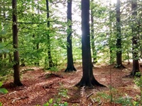Schaumburger Wald mit Baum im Vordergrund
