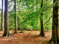 Blick in den Schaumburger Wald