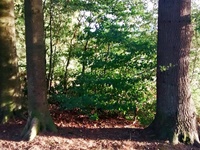 Schaumburger Wald, Gebüsch als Sichtschutz
