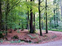 Gehweg im Schaumburger Wald