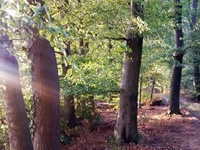 Blick in den Schaumburger Wald mit Gehweg
